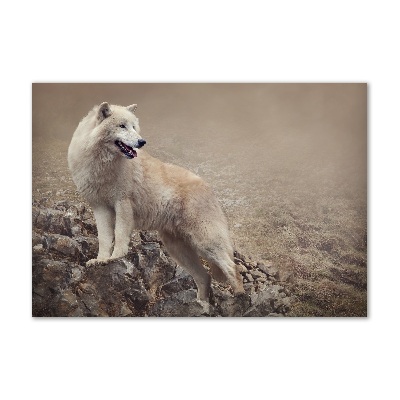 Glass acrylic wall art White wolf on the rock