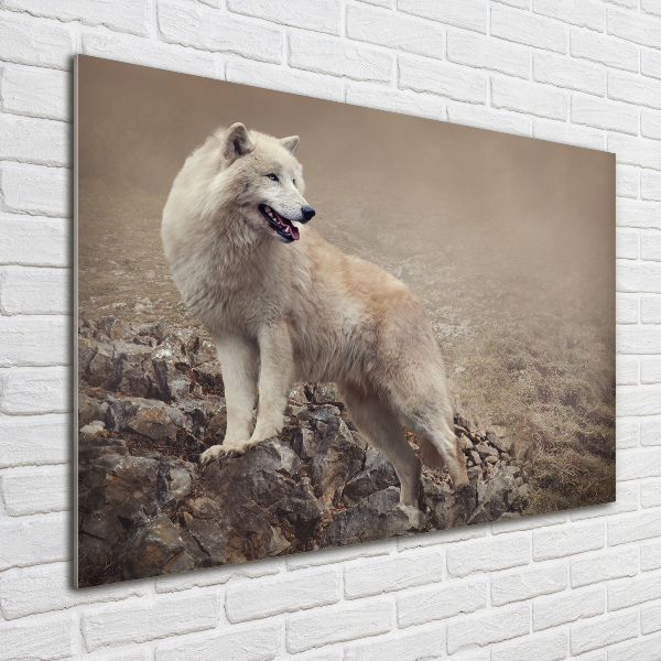 Glass acrylic wall art White wolf on the rock