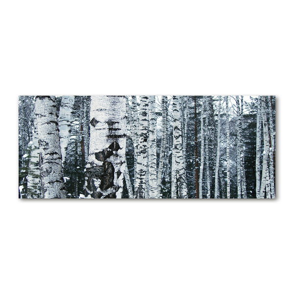 Print on acrylic Birch trees