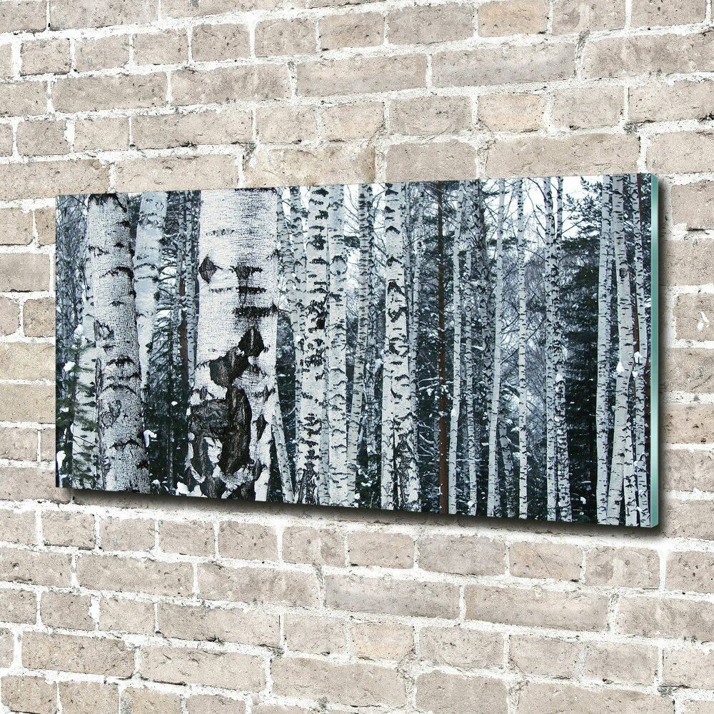 Print on acrylic Birch trees