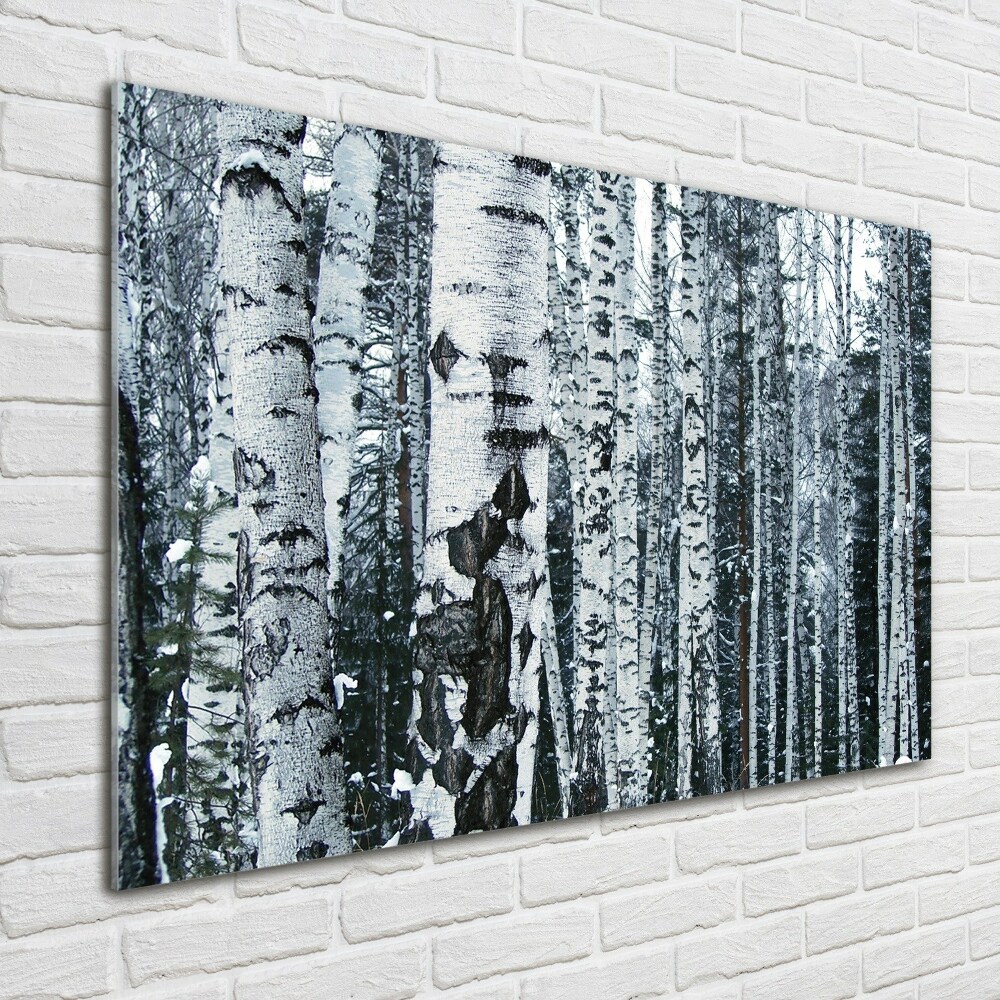 Print on acrylic Birch trees