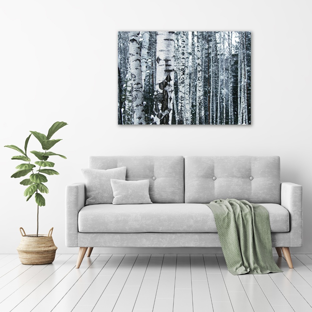 Print on acrylic Birch trees