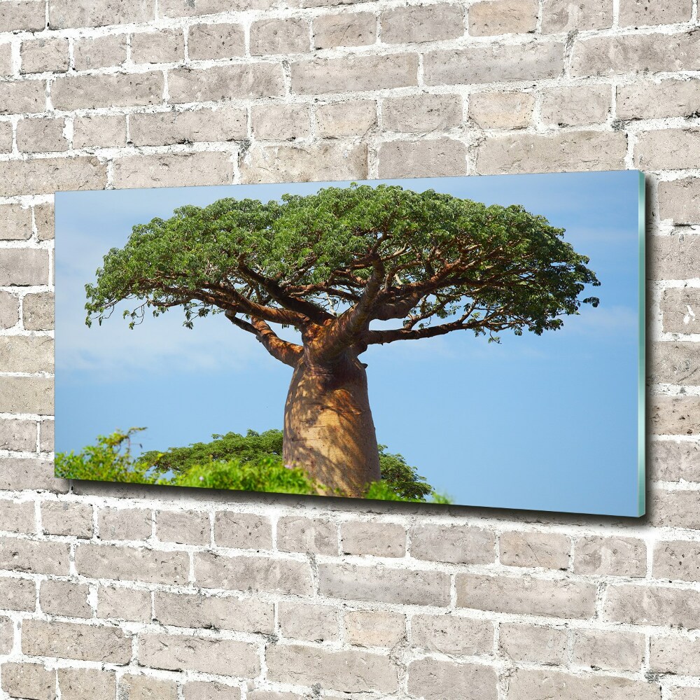 Print on acrylic Baobab