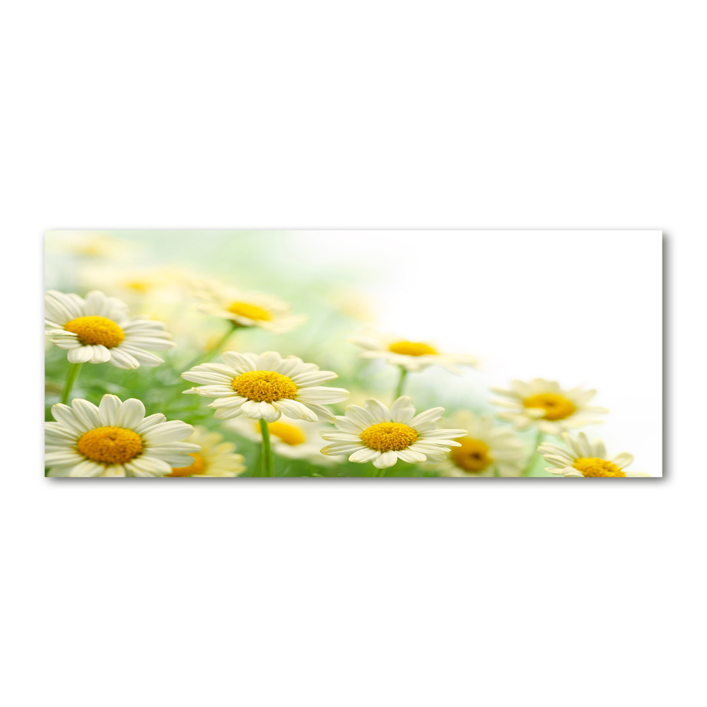 Acrylic wall art Daisy