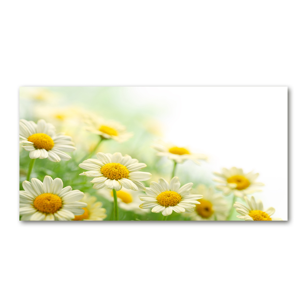 Acrylic wall art Daisy