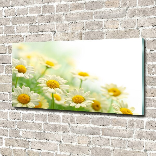 Acrylic wall art Daisy