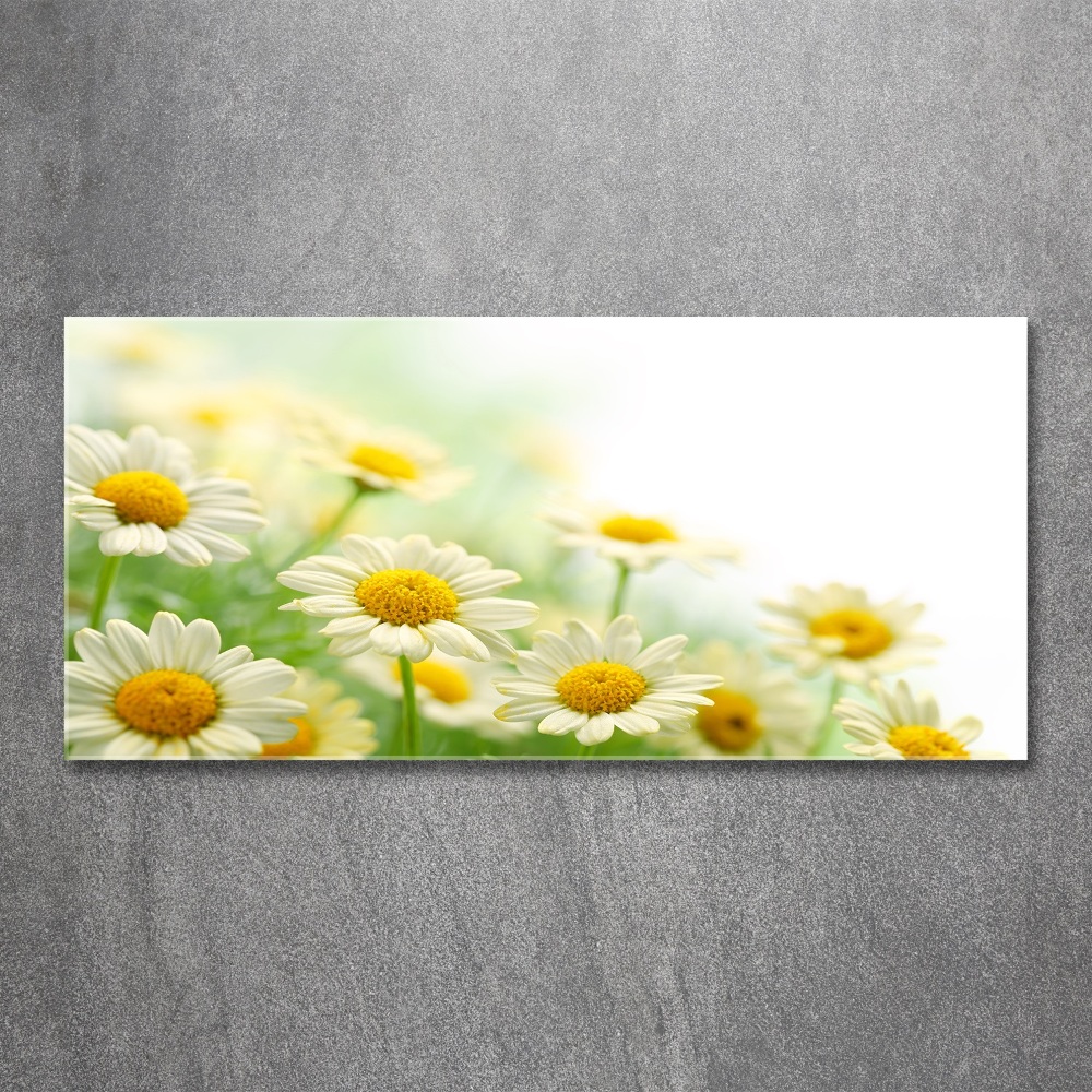 Acrylic wall art Daisy