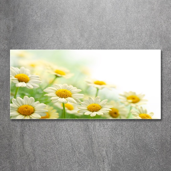 Acrylic wall art Daisy