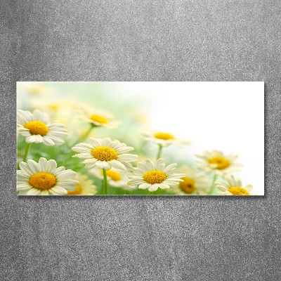 Acrylic wall art Daisy