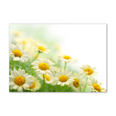 Acrylic wall art Daisy