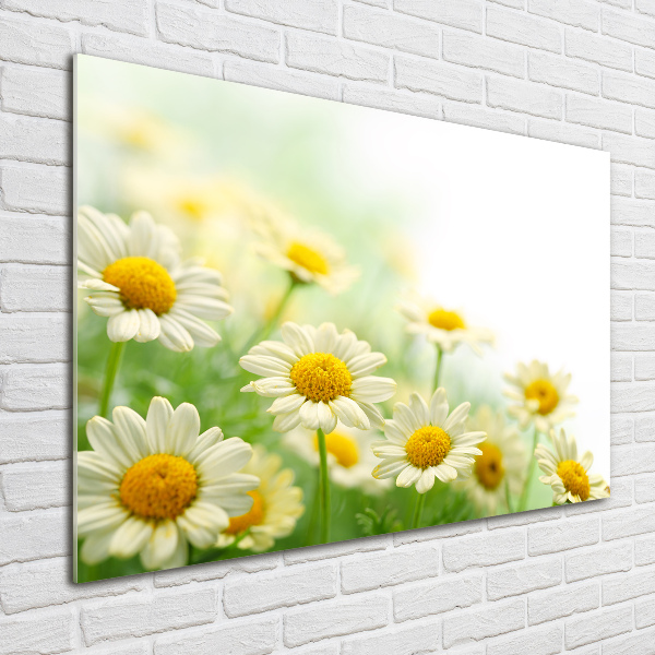 Acrylic wall art Daisy