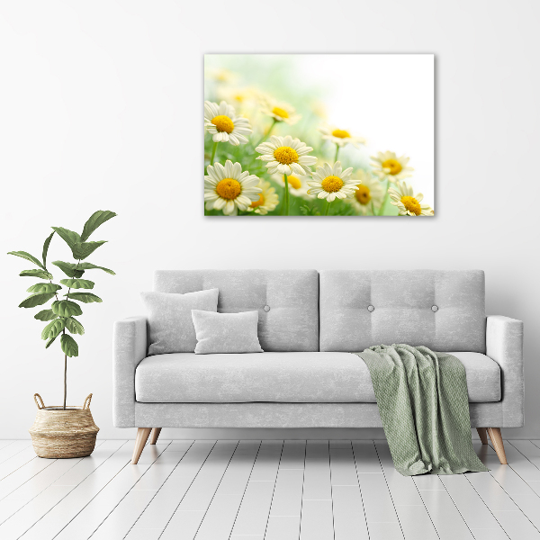 Acrylic wall art Daisy