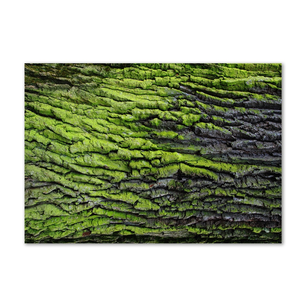 Acrylic print Tree bark