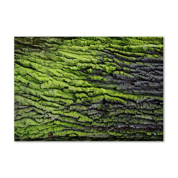 Acrylic print Tree bark