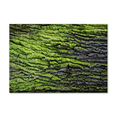 Acrylic print Tree bark