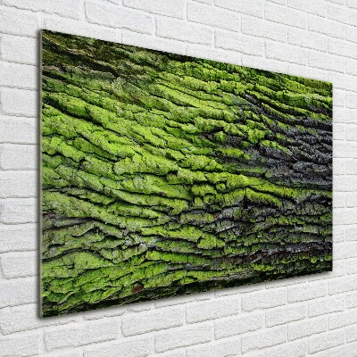 Acrylic print Tree bark