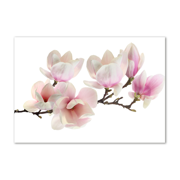 Acrylic print Magnolia