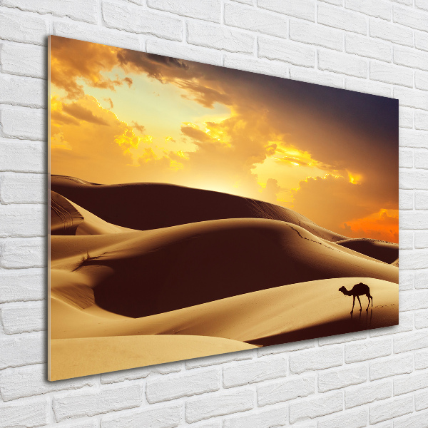 Acrylic wall art Sahara camel