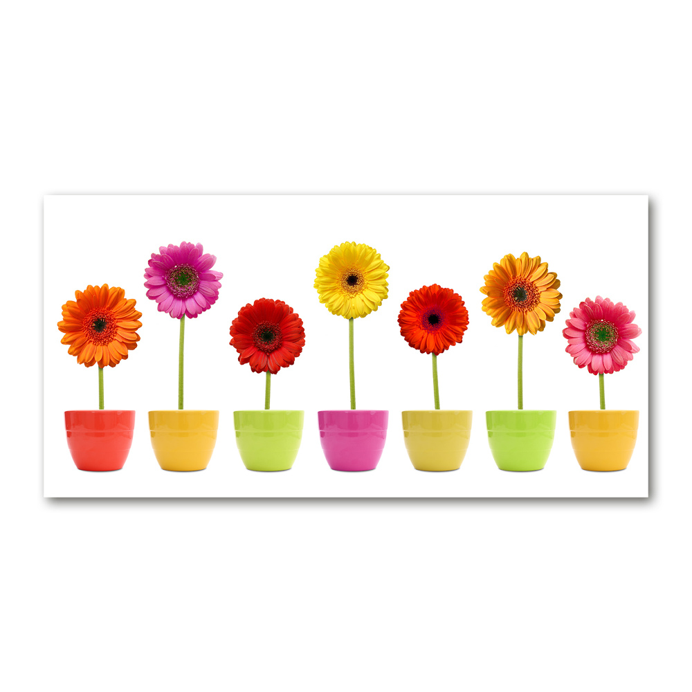 Print on acrylic Colorful gerberas