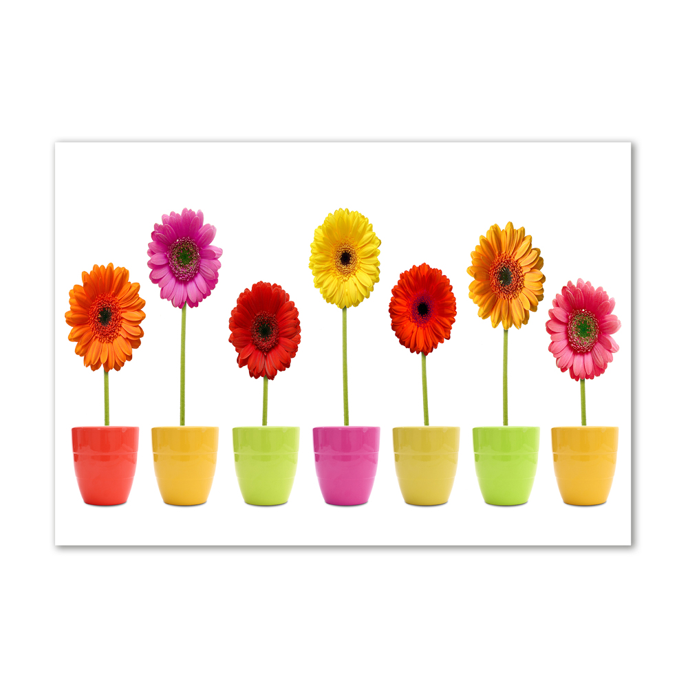 Print on acrylic Colorful gerberas