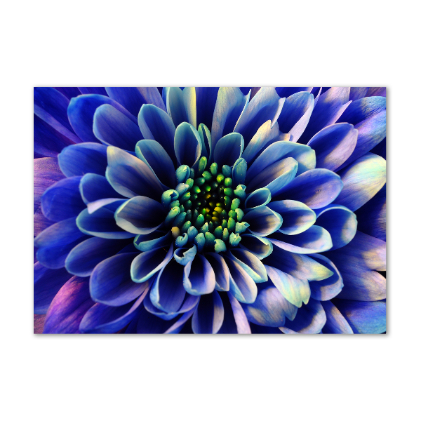 Print on acrylic Aster