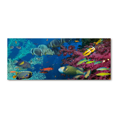 Acrylic wall picture Coral reef