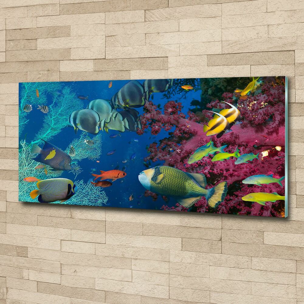 Acrylic wall picture Coral reef