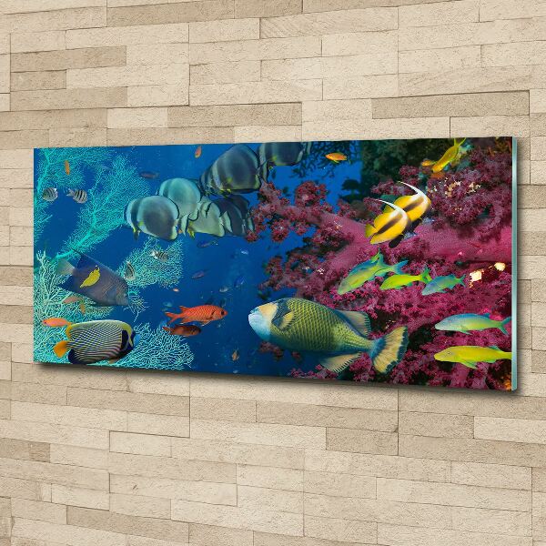 Acrylic wall picture Coral reef