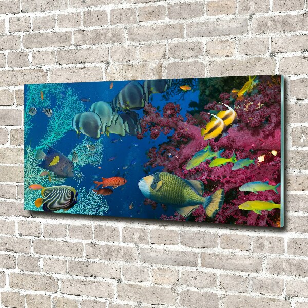 Acrylic wall picture Coral reef