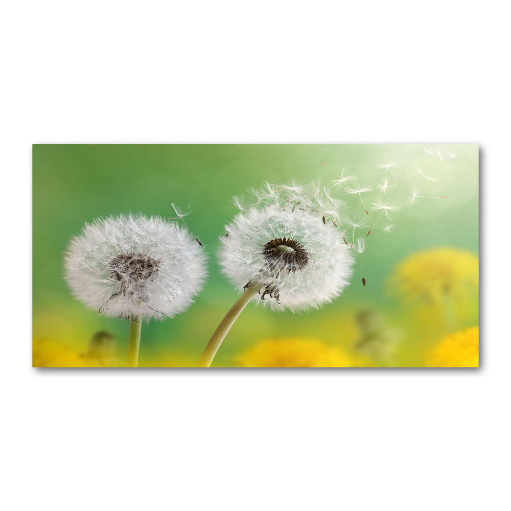 Acrylic wall art dandelions