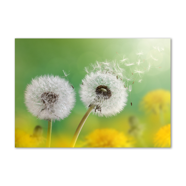 Acrylic wall art dandelions