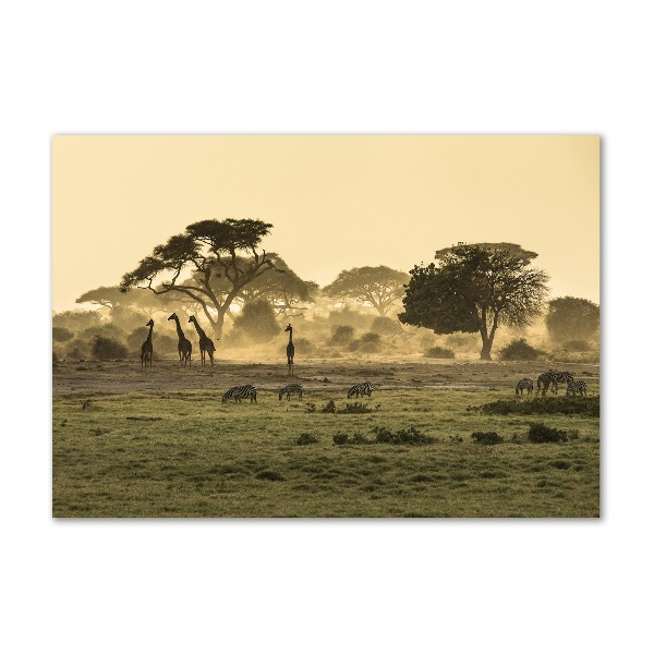 Glass acrylic wall art Giraffes in the savanna