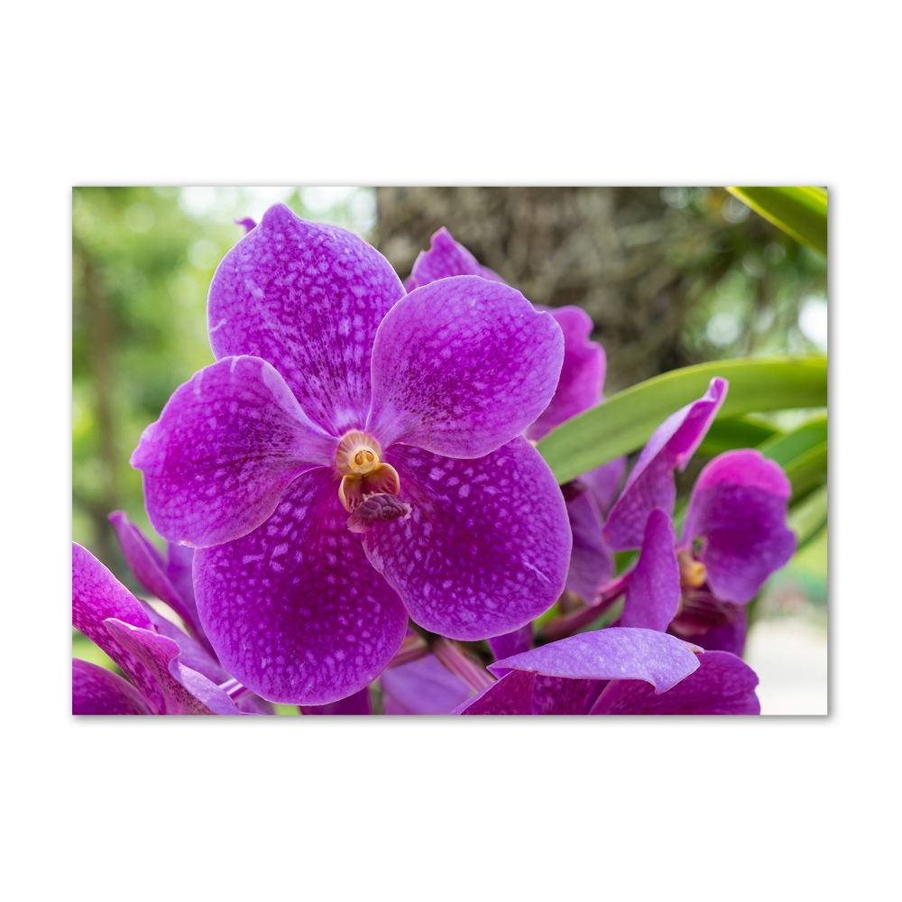 Acrylic wall art Orchid