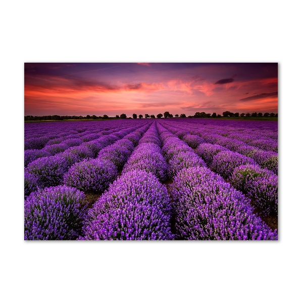 Glass acrylic wall art Lavender field