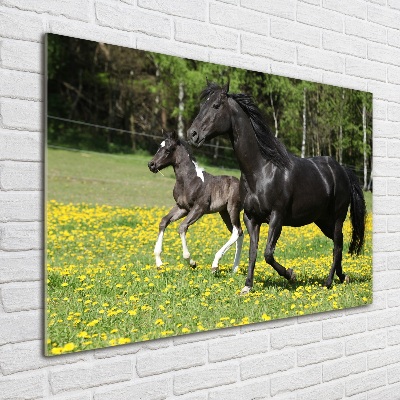 Print on acrylic Mare with foal