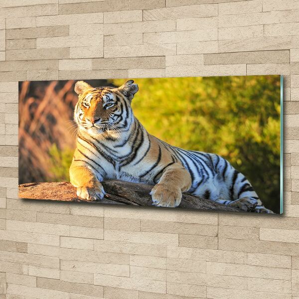 Print on acrylic Portrait of a tiger