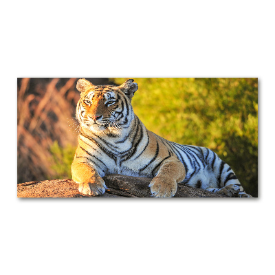 Print on acrylic Portrait of a tiger