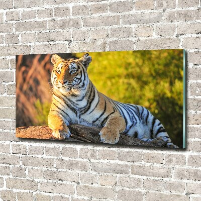 Print on acrylic Portrait of a tiger