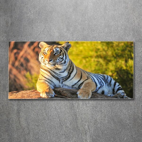 Print on acrylic Portrait of a tiger