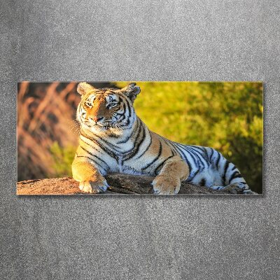 Print on acrylic Portrait of a tiger