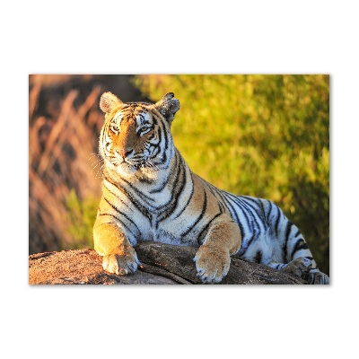 Print on acrylic Portrait of a tiger