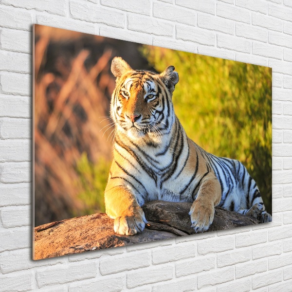 Print on acrylic Portrait of a tiger