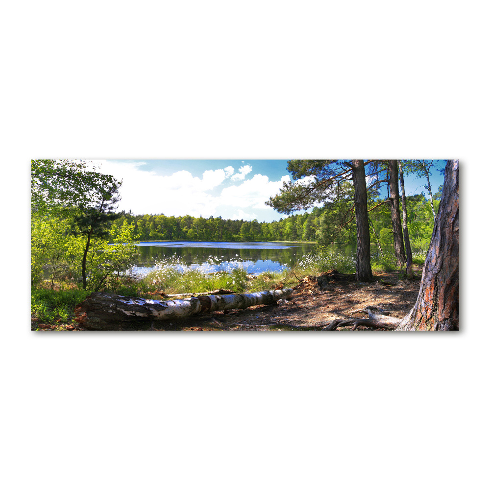 Acrylic wall picture Forest panorama