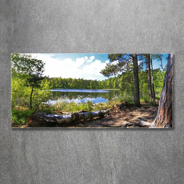 Acrylic wall picture Forest panorama