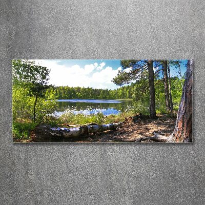 Acrylic wall picture Forest panorama