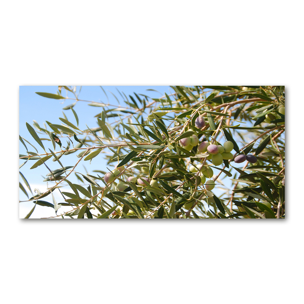 Acrylic print Olive tree