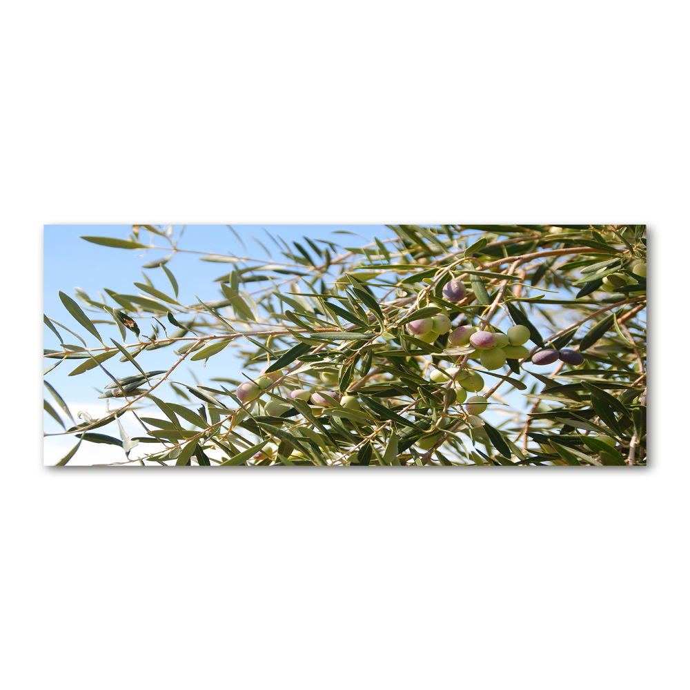 Acrylic print Olive tree