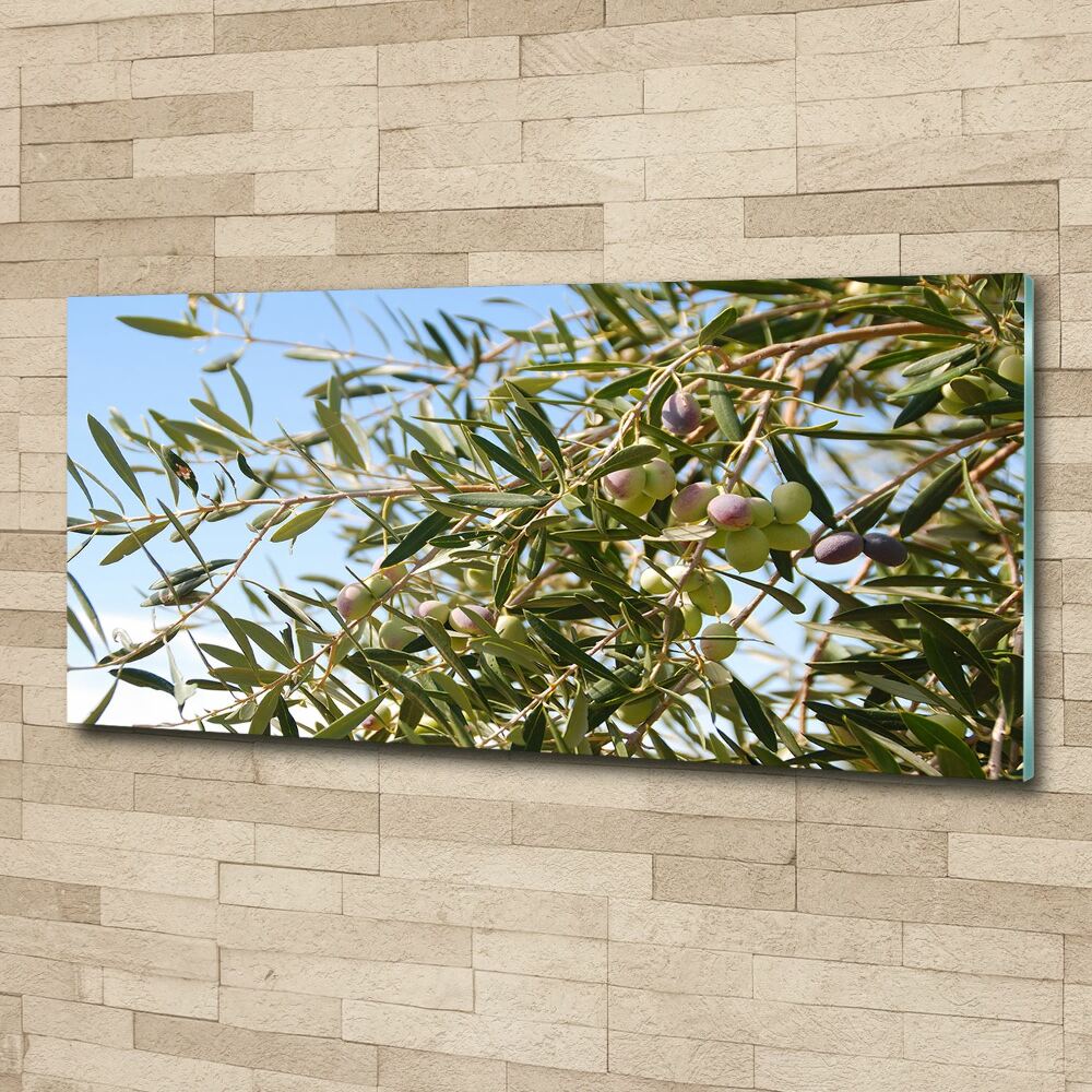 Acrylic print Olive tree