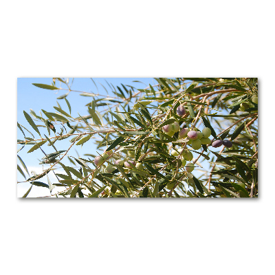 Acrylic print Olive tree