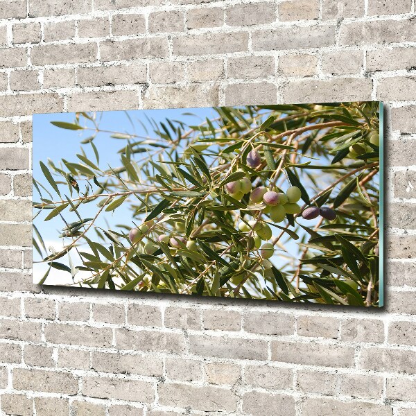 Acrylic print Olive tree